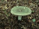 Vorkplaatrussula (plaatjeszwam)