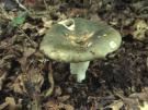 Groene visrussula (plaatjeszwam)