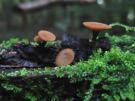 Eikentakstromakelkje (ascomyceet)