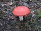 Loofbosbraakrussula (plaatjeszwam)
