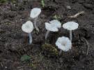 Trechtermycena (plaatjeszwam)