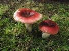 Vissige eikenrussula (plaatjeszwam)
