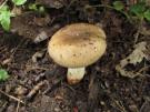 Verkleurende kamrussula (plaatjeszwam)