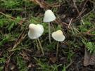 Bleekgele mycena (plaatjezwam)