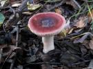 Wilgenrussula (plaatjeszwam)