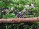 Varenmycena (plaatjeszwam)
