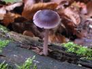 Purpersnede mycena (plaatjeszwam)