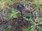 Veenmycena (plaatjeszwam)