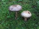 Parelhoenchampignon (plaatjeszwam)