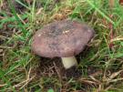 Gewolkte russula (plaatjeszwam)