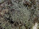 Leprocaulon microscopicum (licheen)