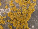 Xanthomendoza fallax (licheen)