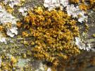 Xanthomendoza fulva (licheen)