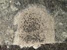 Gebarsten granietkorst (licheen)