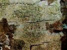 Vouauxiella lichenicola (licheen parasiet)