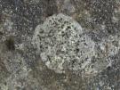 Granietblauwkorst (licheen)
