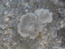 Granietsuikerkorst (licheen)