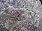 Bruingrijs steenschildmos (licheen)