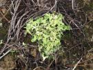 Cladonia convoluta (licheen)