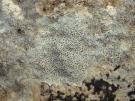 Verrucaria parmigera (licheen)