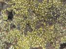 Acarospora heufleriana (licheen)