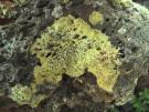 Lecanora sulphurella (licheen)
