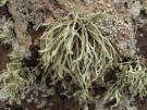 Ramalina decipiens (licheen)