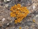 Xanthoria resendei (licheen)