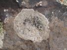 Lecanora praepostera (licheen)