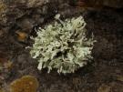 Ramalina requienii (licheen)