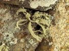 Ramalina polymorpha (licheen)