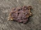 Violet troskorstje (korstzwam)