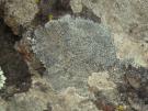 Diplochistes caesioplumbeus (licheen)