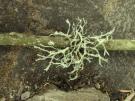 Heterodermia leucomelos (licheen)