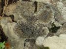 Pectenia atlantica (licheen)