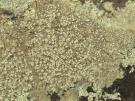 Pertusaria amarescens (licheen)