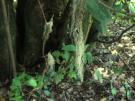 Usnea barbata (licheen)