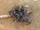 Leptogium cyanescens (licheen)