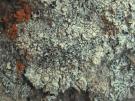 Lecanora argopholis (licheen)