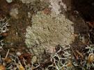 Pertusaria pluripuncta (licheen)