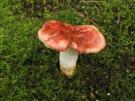 Honingrussula (plaatjeszwam)