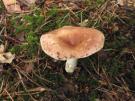 Smakelijke russula (plaatjeszwam)