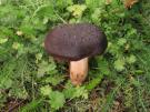 Leverkleurige leemhoed (plaatjeszwam)