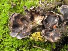 Pronectria robergei (licheen parasiet)
