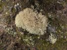 Cladonia mediterranea (licheen)