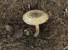 Lepiota pseudofelina (plaatjeszwam)