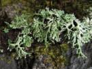 Hypogymnia tavaresii (licheen)