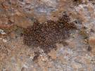 Lecidea atrobrunea (licheen)