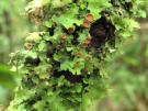 Lobaria virens (licheen)