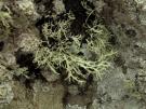 Ramalina wirthii (licheen)